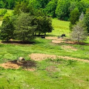 Photo #36 of SOLD property in Off Ephesus Church Road, Semora, NC 34.1 acres
