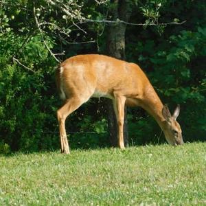 Photo #27 of SOLD property in 717 Glade Creek Road, Woodlawn, VA 4.0 acres