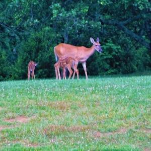 Photo #31 of SOLD property in 717 Glade Creek Road, Woodlawn, VA 4.0 acres