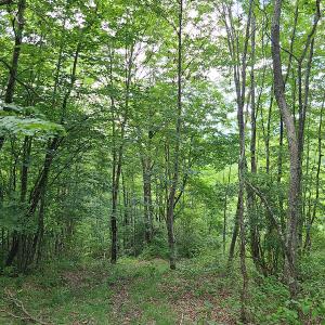Photo #29 of Off Pond Mountain Lane, Whitetop, VA 186.5 acres