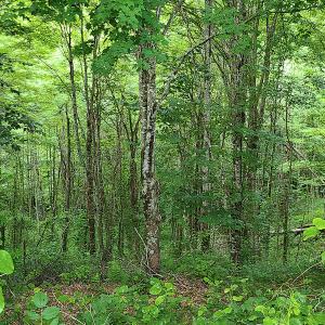 Photo #30 of Off Pond Mountain Lane, Whitetop, VA 186.5 acres
