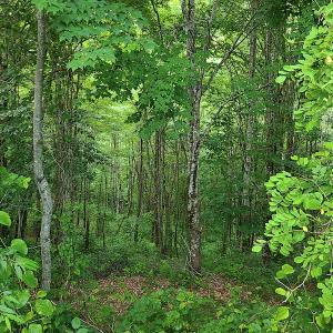 Photo #31 of Off Pond Mountain Lane, Whitetop, VA 186.5 acres