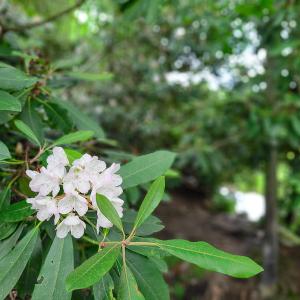 Photo #38 of Off Pond Mountain Lane, Whitetop, VA 186.5 acres