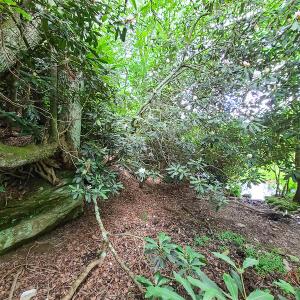 Photo #32 of Off Pond Mountain Lane, Whitetop, VA 186.5 acres