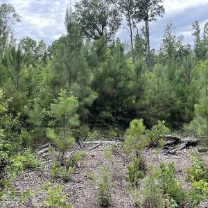 Photo #7 of SOLD property in 2003 Irvin Enzor Road N, Fair Bluff, NC 11.0 acres