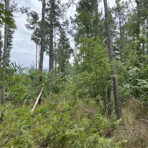 Photo #9 of SOLD property in 2003 Irvin Enzor Road N, Fair Bluff, NC 11.0 acres