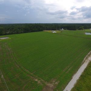 Photo #4 of Near 15539 Swamp Fox Hwy E, Tabor City, NC 20.0 acres