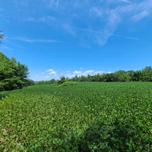 Photo #6 of SOLD property in 1074 Coon Trail, South Boston, VA 253.0 acres