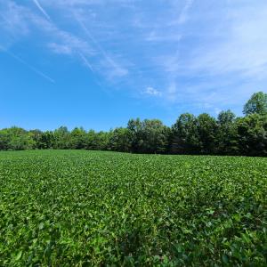 Photo #7 of SOLD property in 1074 Coon Trail, South Boston, VA 253.0 acres