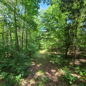 Photo #8 of SOLD property in 1074 Coon Trail, South Boston, VA 253.0 acres