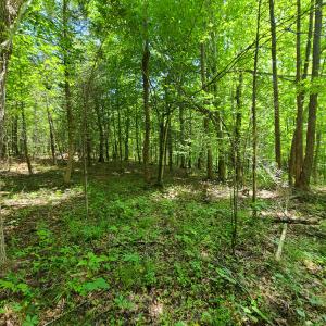 Photo #9 of SOLD property in 1074 Coon Trail, South Boston, VA 253.0 acres