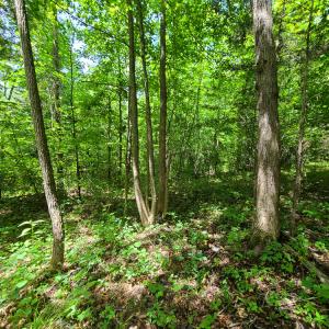 Photo #10 of SOLD property in 1074 Coon Trail, South Boston, VA 253.0 acres