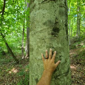 Photo #14 of SOLD property in 1074 Coon Trail, South Boston, VA 253.0 acres