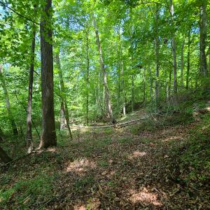 Photo #15 of SOLD property in 1074 Coon Trail, South Boston, VA 253.0 acres