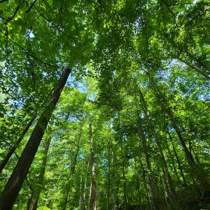 Photo #16 of SOLD property in 1074 Coon Trail, South Boston, VA 253.0 acres