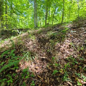 Photo #17 of SOLD property in 1074 Coon Trail, South Boston, VA 253.0 acres