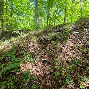 Photo #17 of SOLD property in 1074 Coon Trail, South Boston, VA 253.0 acres