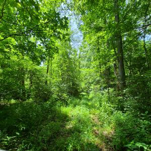 Photo #18 of SOLD property in 1074 Coon Trail, South Boston, VA 253.0 acres