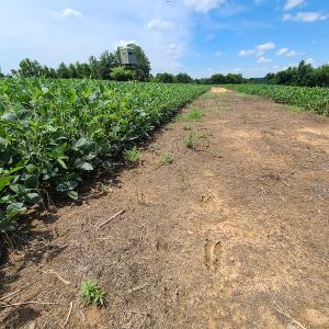 Photo #23 of SOLD property in 1074 Coon Trail, South Boston, VA 253.0 acres