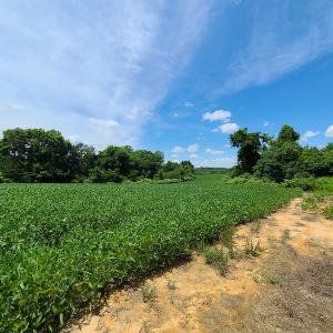 Photo #26 of SOLD property in 1074 Coon Trail, South Boston, VA 253.0 acres
