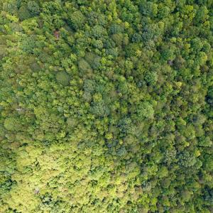 Photo #32 of SOLD property in 1074 Coon Trail, South Boston, VA 253.0 acres