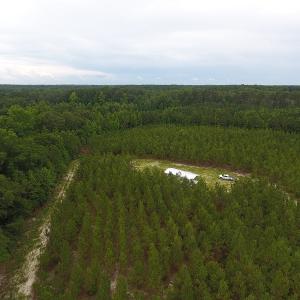Photo #8 of SOLD property in Off Lee Road, Gibson, NC 13.7 acres