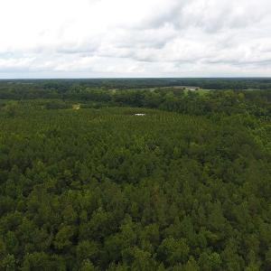 Photo #11 of SOLD property in Off Lee Road, Gibson, NC 13.7 acres