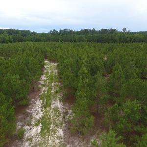 Photo #14 of SOLD property in Off Lee Road, Gibson, NC 13.7 acres