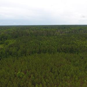 Photo #3 of SOLD property in Off Lee Road, Gibson, NC 13.7 acres