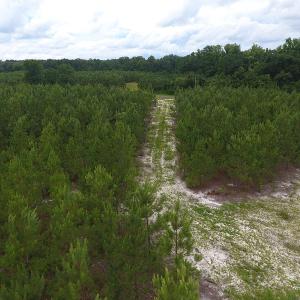 Photo #6 of SOLD property in Off Lee Road, Gibson, NC 13.7 acres