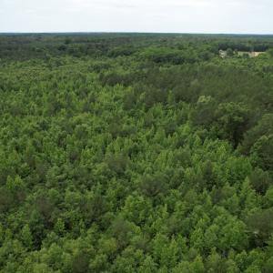 Photo #10 of SOLD property in Off Old Stage Road, Dinwiddie, VA 107.0 acres