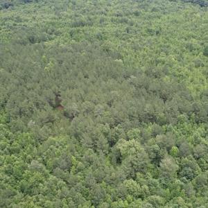 Photo #12 of SOLD property in Off Old Stage Road, Dinwiddie, VA 107.0 acres