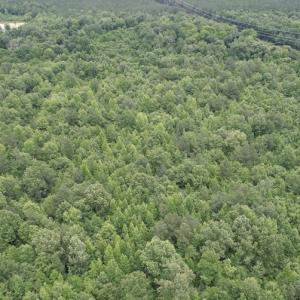 Photo #13 of SOLD property in Off Old Stage Road, Dinwiddie, VA 107.0 acres