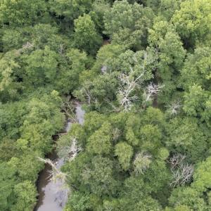Photo #14 of SOLD property in Off Old Stage Road, Dinwiddie, VA 107.0 acres
