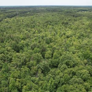 Photo #7 of SOLD property in Off Old Stage Road, Dinwiddie, VA 107.0 acres