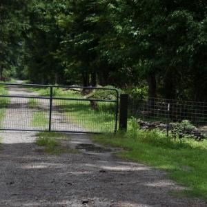 Photo #2 of SOLD property in Off Bay City Road, Bayboro, NC 352.0 acres