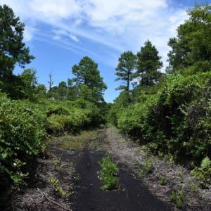 Photo #11 of SOLD property in Off Bay City Road, Bayboro, NC 352.0 acres