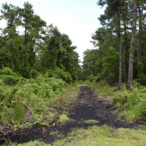 Photo #13 of SOLD property in Off Bay City Road, Bayboro, NC 352.0 acres