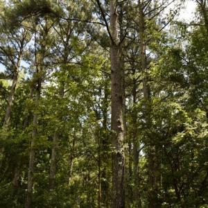 Photo #19 of SOLD property in Off Bay City Road, Bayboro, NC 352.0 acres