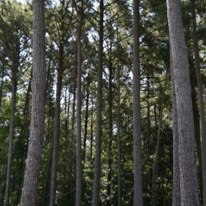 Photo #21 of SOLD property in Off Bay City Road, Bayboro, NC 352.0 acres