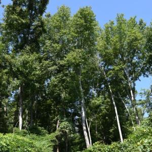 Photo #22 of SOLD property in Off Bay City Road, Bayboro, NC 352.0 acres