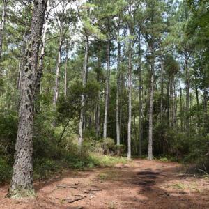 Photo #34 of SOLD property in Off Bay City Road, Bayboro, NC 352.0 acres