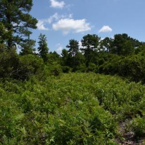 Photo #35 of SOLD property in Off Bay City Road, Bayboro, NC 352.0 acres