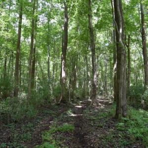 Photo #37 of SOLD property in Off Bay City Road, Bayboro, NC 352.0 acres