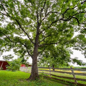 Photo #55 of SOLD property in 2235 Cherry Grove Road, Yanceyville, NC 4.6 acres