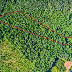 Photo #3 of SOLD property in Off Pairs Road, Emporia, VA 9.2 acres