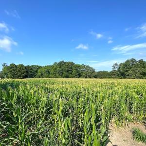 Photo #6 of SOLD property in Off Guard Shore Drive, Bloxom, VA 4.0 acres