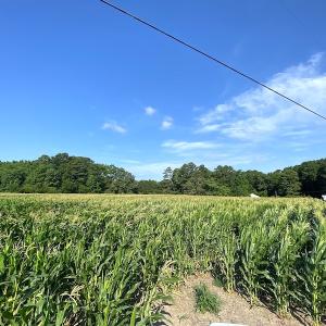 Photo #7 of SOLD property in Off Guard Shore Drive, Bloxom, VA 4.0 acres