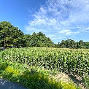 Photo #12 of SOLD property in Off Guard Shore Drive, Bloxom, VA 4.0 acres