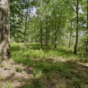 Photo #24 of Off Tarpon Pointe, Bath, NC 2.7 acres